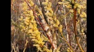 Ива удская или сахалинская "Секка"  "Sekka" - фантастическое цветение и необычные побеги