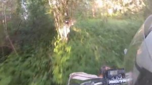 Леса Вологодской области