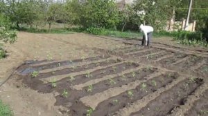 Полив  рассады помидор после высадки из теплицы в открытый грунт