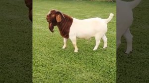 ПРОДАЖА  Бурский козёл