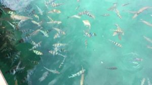 Рыбки на острове Manukan, Сабах, Малайзия