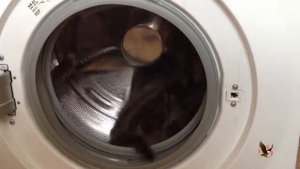 Котёнок забрался в стиральную машину.