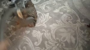 Пылесос Kirby Sentria 2 2013 г.в раб с 2014 года