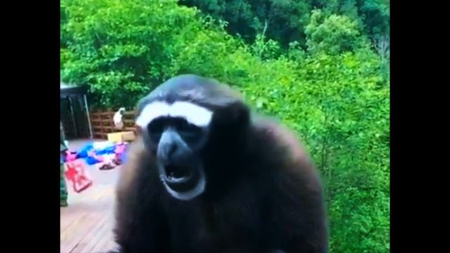 The screaming gibbon смотреть онлайн