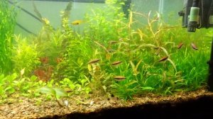 Purple emperor tetra school in a planted aquarium