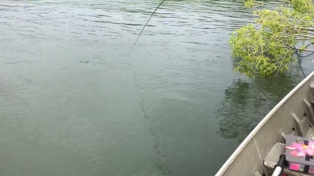 Камчатка. Нахлыст. Чавыча. Kamchatka King Salmon 2 смотреть онлайн