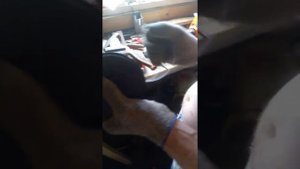 Как заправить леску в тример