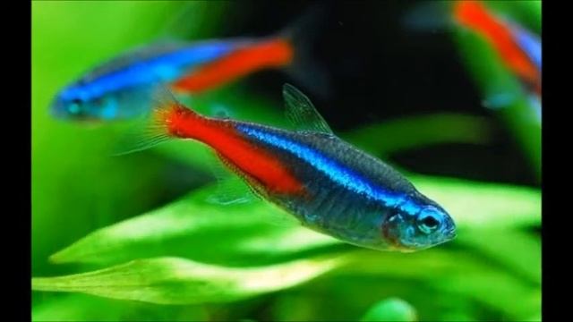 Different types of Tetra fish | Tetra fish species | Tetra fish varieties смотреть онлайн