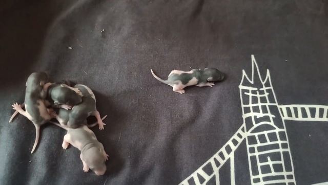 ОПРЕДЕЛЯЮ ПОЛ НОВОРОЖДЕННЫХ КРЫСЯТ смотреть онлайн