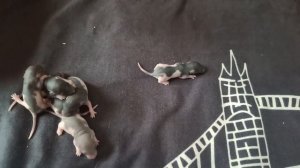 ОПРЕДЕЛЯЮ ПОЛ НОВОРОЖДЕННЫХ КРЫСЯТ