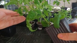 Томаты и фитолампы! Эксперимент закончила!