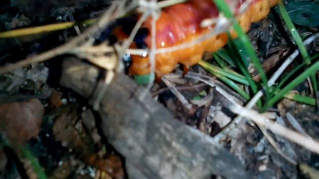Древоточец пахучий - огромная гусеница