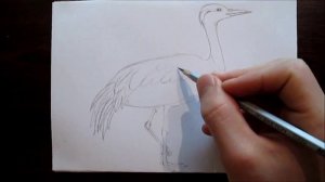 Crane drawing. Журавль-красавка рисунок