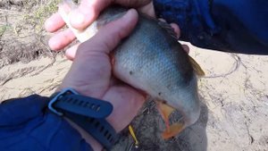 КРУПНЫЙ окунь, щука, судак на спиннинг! РЫБАЛКА НА ОКЕ!