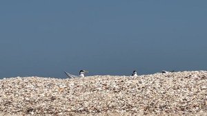 В мире природы. Бакланы и чайки. 4K UHD