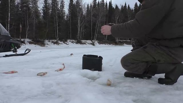 Рыбалка.Сумасшедший клев.Ловлю рыбу на палец.Изба глухариная.Олени на дороге!