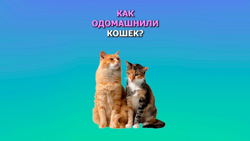 Как одомашнили кошек?