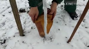 Как укрыть молодые деревья осенью.