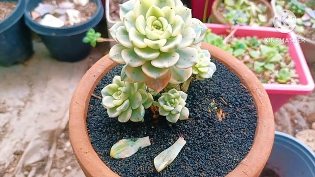 Variegated Tinkerbell Caretips in Lowland Area || Merjhen's Garden смотреть онлайн