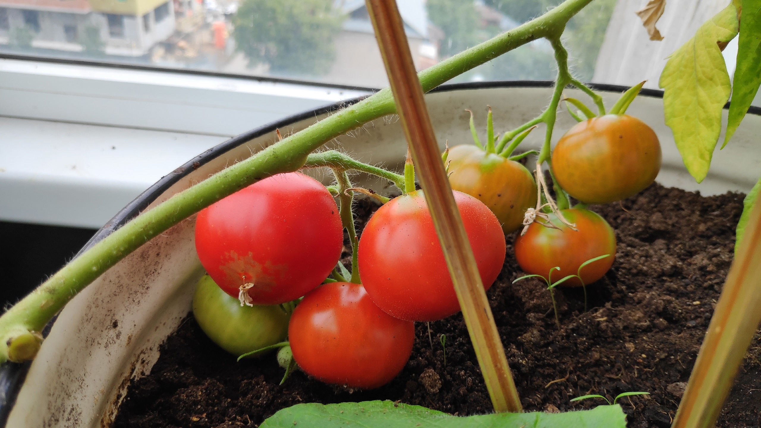 Ого! Свои помидоры выросли на балконе!!! 10 июля 2023 смотреть онлайн