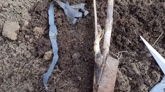 Древовидный пион. Посадка. Как выглядит прививка древовидного пиона. 31.05.2022 ?