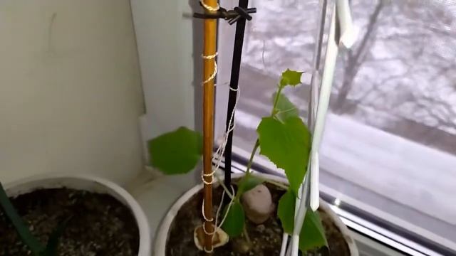 Огурец на окне естественное освещение смотреть онлайн