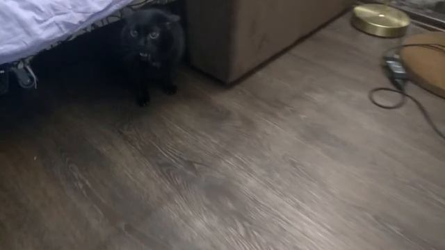 СМОТРЕТЬ ВСЕМ! НУ ОЧЕНЬ ДОБРЫЙ КОТИК! смотреть онлайн