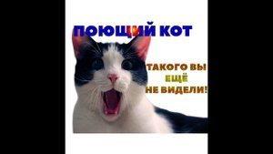 Singing cat - Поющий кот