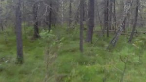 Охота на медведя с лайками