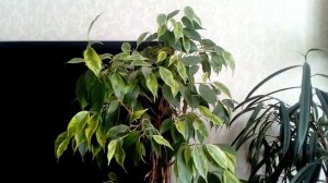 Фикус, виды, уход.