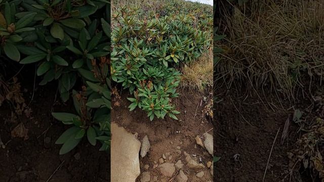 Почва на которой растут рододендроны в природе.. смотреть онлайн