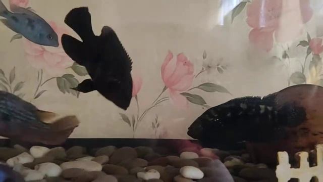 Mortal Kombat 2021 Хромис красавец vs восьмиполосая цихлазома смотреть онлайн