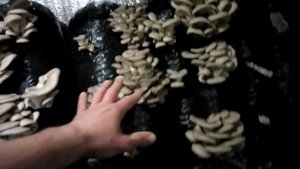 мицелий НАШ !!! funnymushroomschool вешенка К17 мицелий, сбор урожая