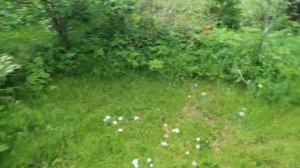 ВЛОГ: Что растёт у нас на даче /Наслаждаюсь спокойствием