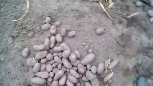 Картофель сорта часть 3,Княгиня,гурмандин,Al red,тайфун,миневра,сенсейшен,маргарита,черный принц смотреть онлайн