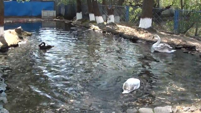 Менский зоопарк смотреть онлайн