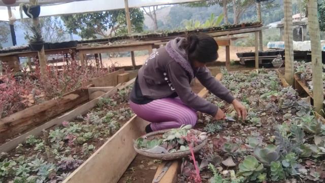 Retirando e plantando mudas de astes florais e troncos vem comigo ☺️❣️ смотреть онлайн