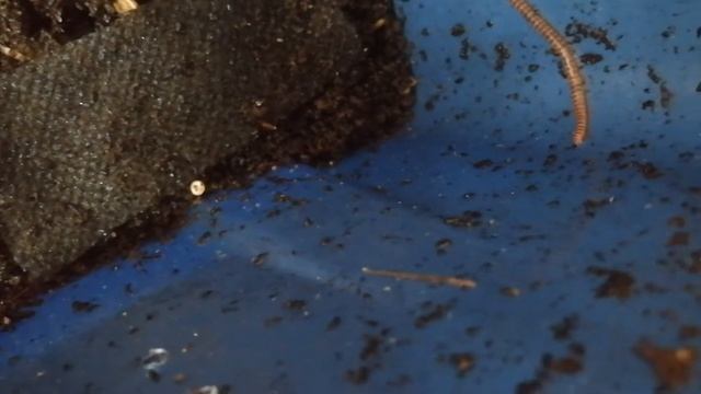 Вермикомпостер своими руками (спустя 3 месяца после переселения) смотреть онлайн