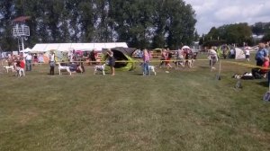 CAC Show Interdog Bohemia 14.07.2018 Mladá Boleslav (CZ)