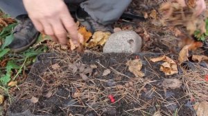 как вырастить Кедр