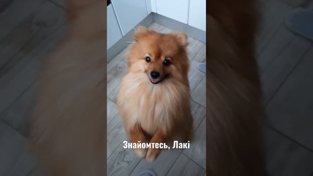 Шпіц малий/ шпиц малый немецкий шпиц/німецький шпіц