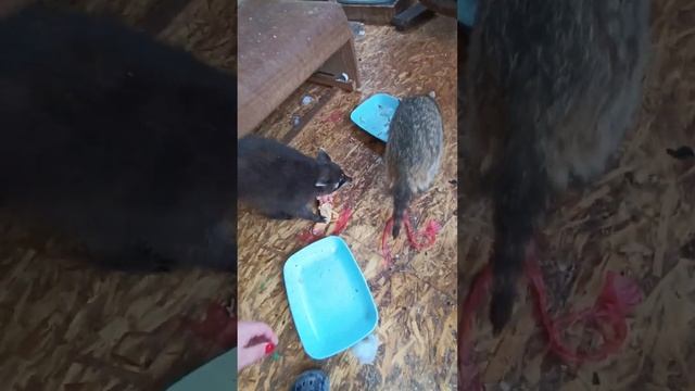 #ямыилюша #енотики #любимки #помощьбездомнымживотным #животные