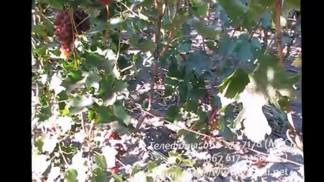 Сорт винограда 1- 5- 58 Молдавский кардинал смотреть онлайн