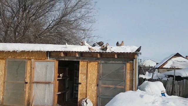 Крестовина для голубей,нужна ли она? смотреть онлайн