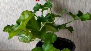 Лучшие сортовые пеларгонии. Выдающаяся пеларгония карлик Wendy Jane ! В сравнении с ...