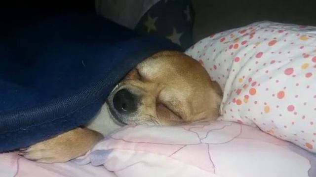 Чихуахуа храпит смотреть онлайн