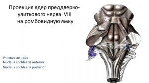 Ромбовидный мозг: части, значение серого и белого вещества