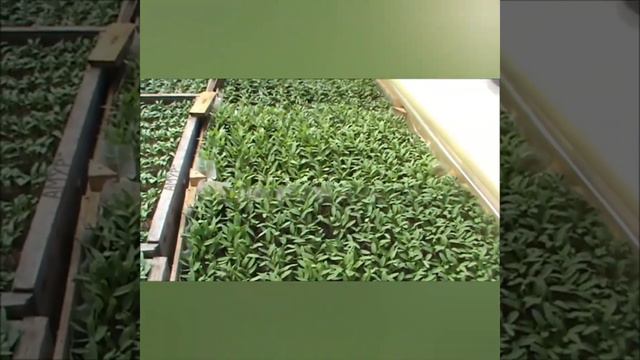 Посевы и результаты 2019 года смотреть онлайн