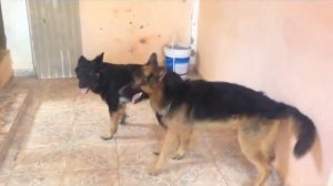 Top 10 Dog Mating - Funny Animals Compilation