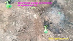 Когда и как высаживать рассаду КАПУСТЫ в открытый грунт!?!? Московская обл.